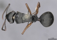 Polyrhachis io casent0910782 d 1 high.jpg