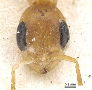 Pseudomyrmex elongatulus casent0902875 h 1 high.jpg