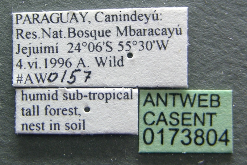 File:Acromyrmex subterraneus casent0173804 label 1.jpg