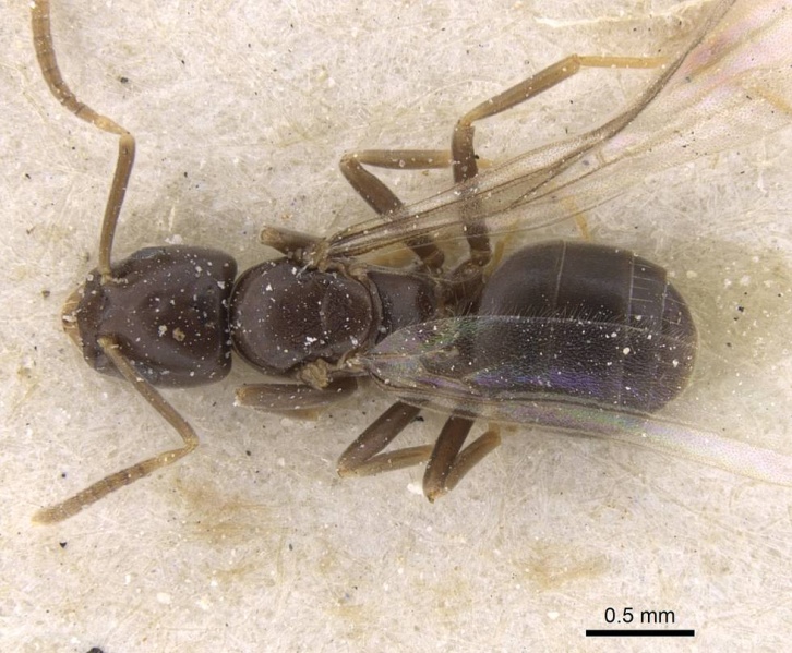 File:Bothriomyrmex corsicus casent0911484 d 1 high.jpg