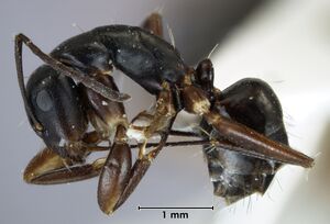 Camponotus christmasensis paratype ANIC32-053466 side.jpg