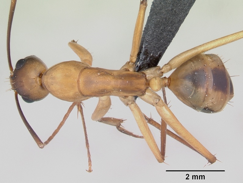 File:Camponotus maculatus casent0055750 dorsal 1.jpg