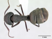 Camponotus planus casent0173218 dorsal 1.jpg