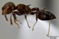 Crematogaster fraxatrix casent0193576 p 1 high.jpg