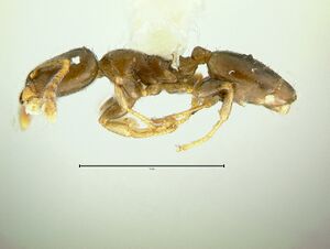Gauromyrmex-acanthinaL6.jpg