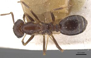 Monomorium santschii casent0913851 d 1 high.jpg