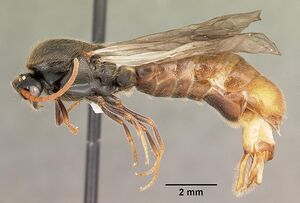 Neivamyrmex carolinensis casent0104129 profile 1.jpg