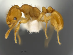 Ochetomyrmex-semipolitus-MCZ001L.jpg