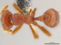 Octostruma cyrtinotum D casent0615495.jpg