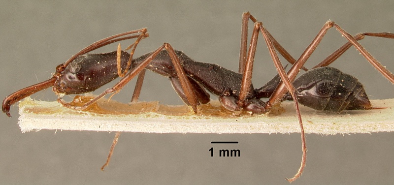 File:Odontomachus coquereli casent0101986 profile 1.jpg