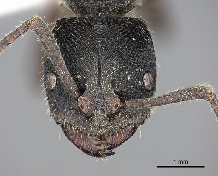 File:Odontoponera denticulata casent0249125 h 1 high.jpg