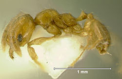 Pheidole-clypeocornismL10.jpg