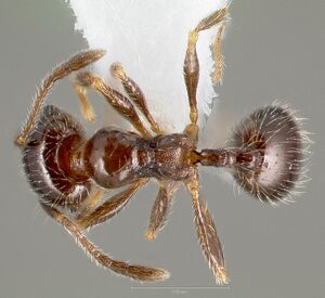 Pheidole bicarinata casent0005750 dorsal 1.jpg