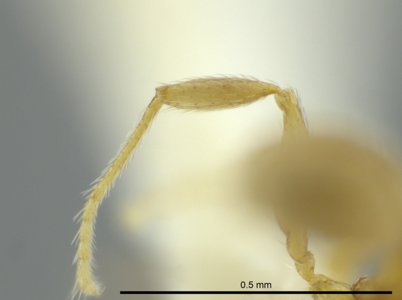 File:Pheidole cardiella casent0624244 p 4 high.jpg