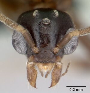 Technomyrmex difficilis casent0049968 head 1.jpg