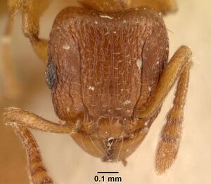 Tetramorium sikorae casent0101143 head 1.jpg