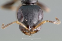 Tetraponera anthracina casent0403412 head 1.jpg