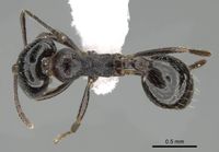Trichomyrmex almosayari casent0914921 d 1 high.jpg