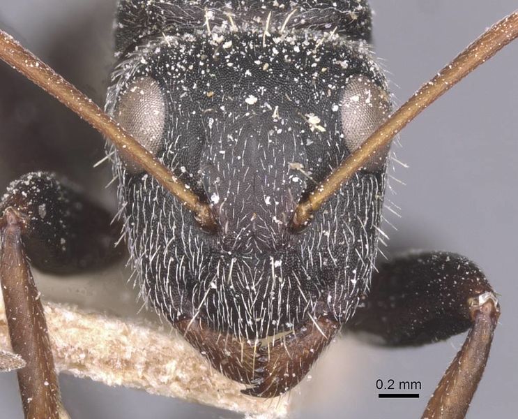 File:Camponotus auropubens absalon casent0911821 h 1 high.jpg