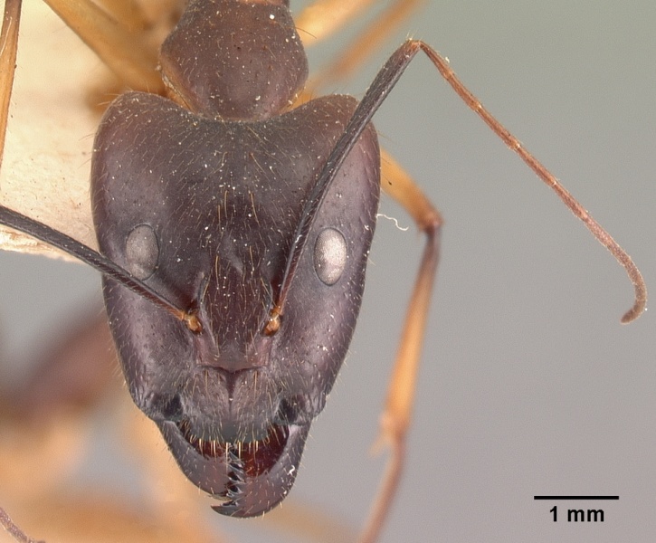 File:Camponotus dufouri casent0101644 head 1.jpg