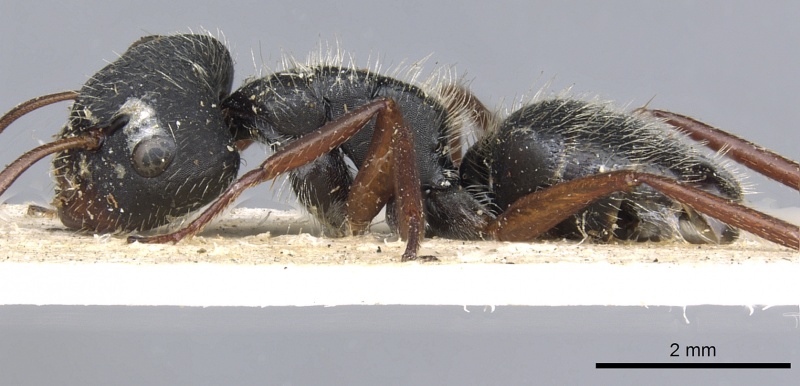 File:Camponotus senex casent0903637 p 1 high.jpg