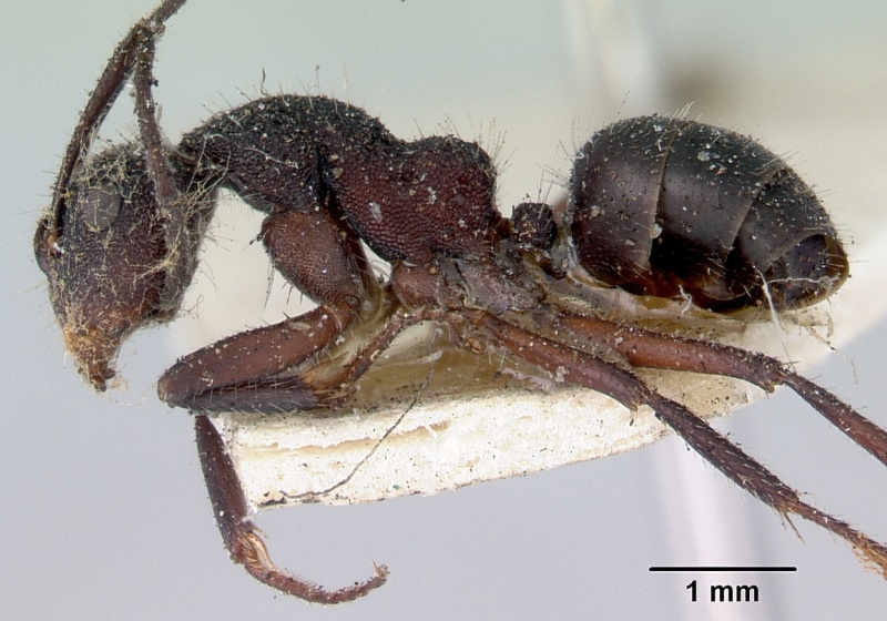 File:Camponotus whitei casent0172140 profile 1.jpg