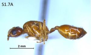 Crematogaster claudiae F1.7A.jpg