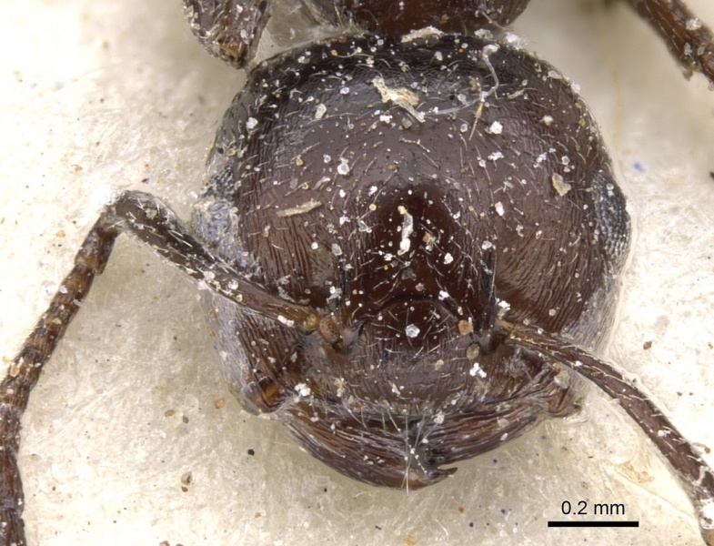 File:Crematogaster delagoensis casent0902093 h 1 high.jpg