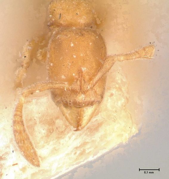 File:Hypoponera longiceps focol0996 h 1 high.jpg