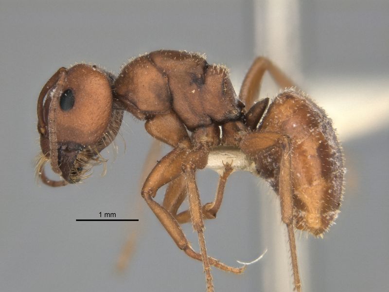 File:Melophorus fulvihirtus major side ANIC32-900178.jpg