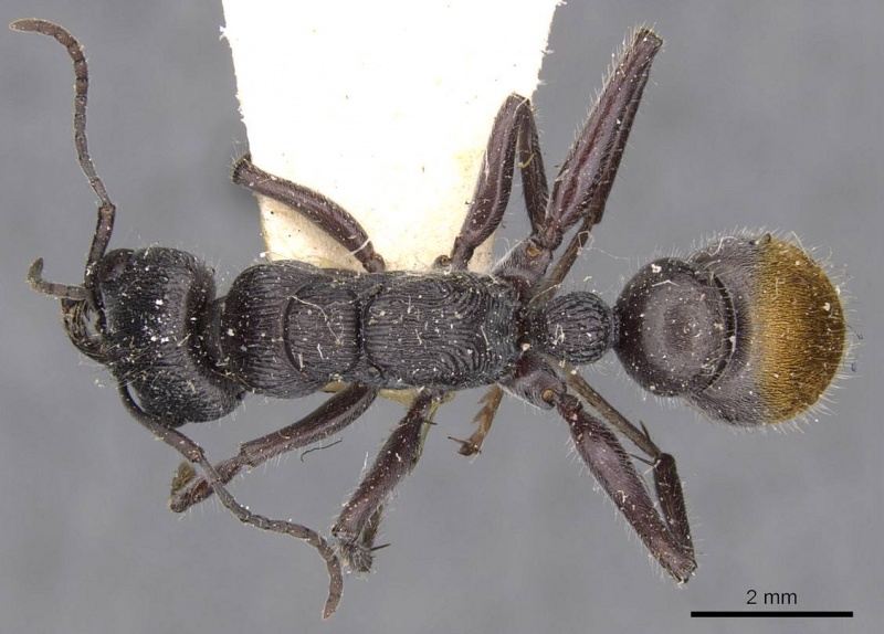 File:Myrmecia michaelseni casent0907087 d 1 high.jpg