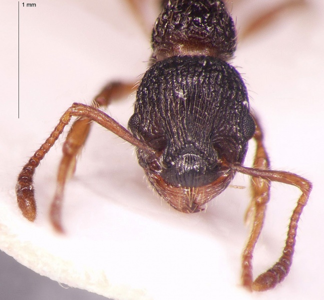 File:Myrmica-forcipata-frontal-am-lg.jpg