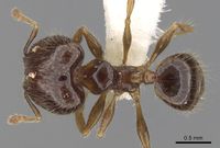 Pheidole elisae casent0281689 d 1 high.jpg