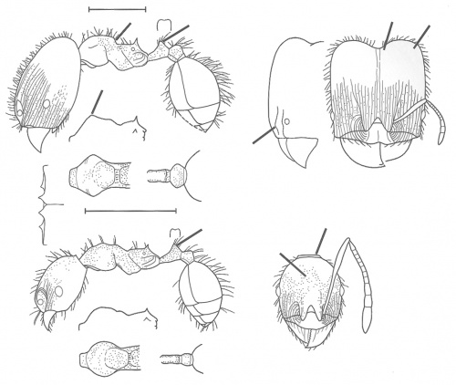 Pheidole fera Wilson 2003.jpg