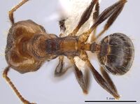 Pheidole sepultura JTLC000014191 d.jpg