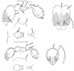 Pheidole superba Wilson 2003.jpg