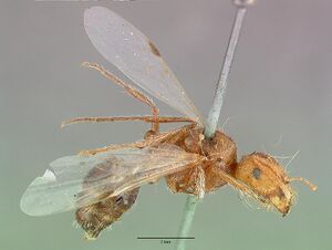 Pogonomyrmex californicus castype00625 profile 1.jpg