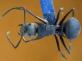 Polyrhachis-baca-dorsal-am-lg.jpg