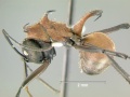 Polyrhachis-mindanaensisL.jpg