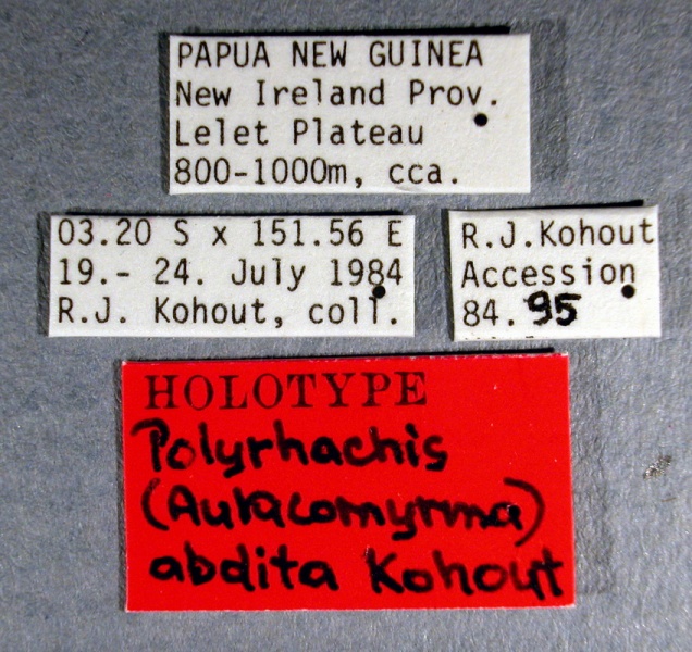 File:Polyrhachis abdita labels Antwiki.jpg