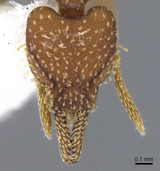 File:Strumigenys cascanteae inb0003619741 h 1 high.jpg