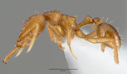 Strumigenys nambao casent0005609 profile 1.jpg