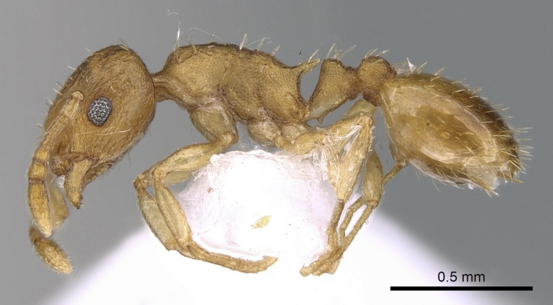 File:Temnothorax flavicornis P casent0281556.jpg