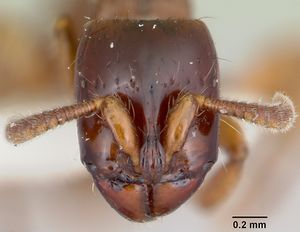 Acanthostichus texanus casent0105578 head 1.jpg