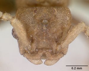 Anergates atratulus casent0070305 head 1.jpg