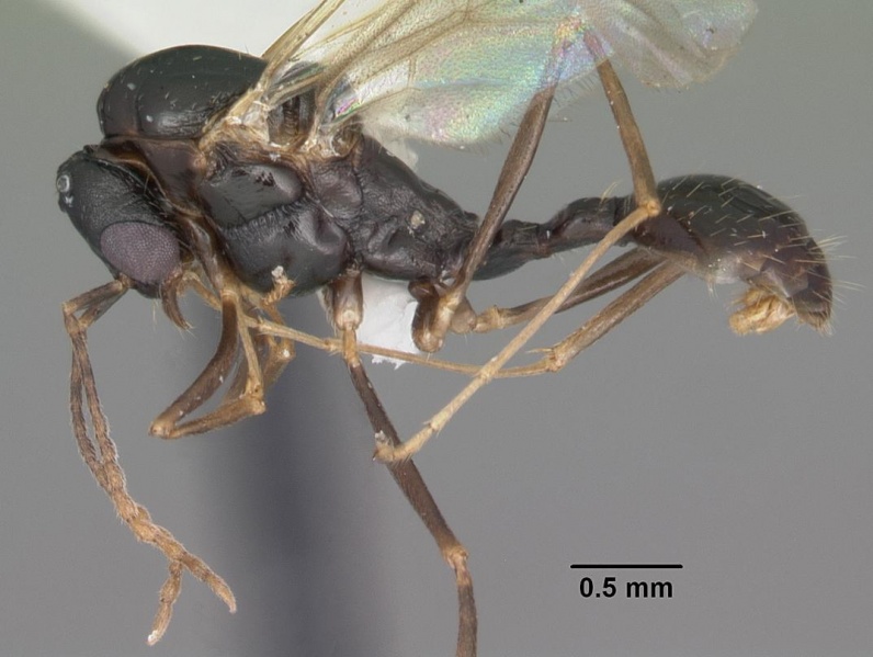 File:Aphaenogaster treatae casent0103605 profile 1.jpg