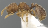 Calyptomyrmex tensus casent0900991 p 1 high.jpg