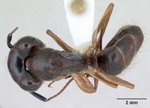 Camponotus atriceps casent0173391 dorsal 1.jpg