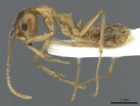 Camponotus khaosokensis casent0905892 p 1 high.jpg