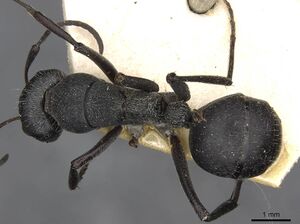 Camponotus mayri casent0910445 d 1 high.jpg